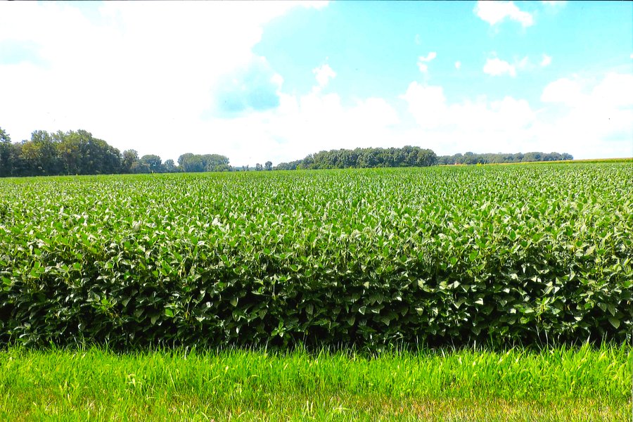 LAND AUCTION - 314+/- ACRES OFFERED IN 4 TRACTS IN WHITE COUNTY, INDIANA